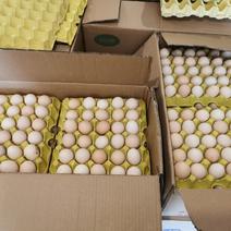 新杨黑养殖场，每天产蛋220箱