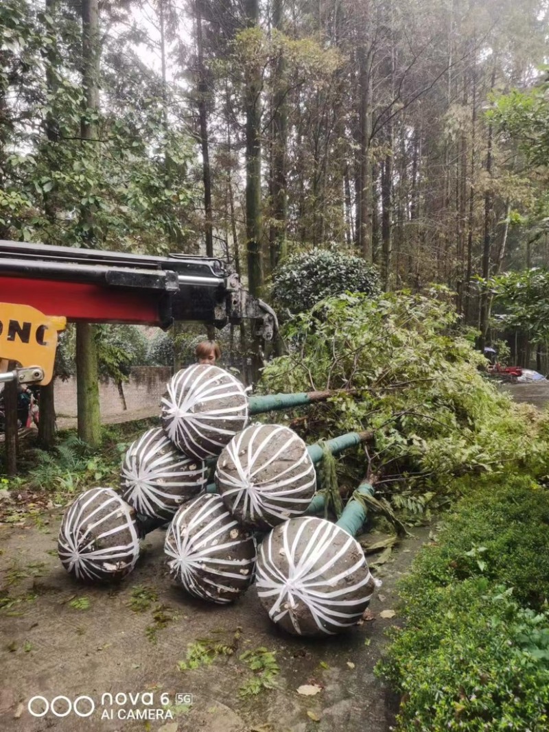 正宗四川崇州水杉水杉树基地直发货源充足价格优惠