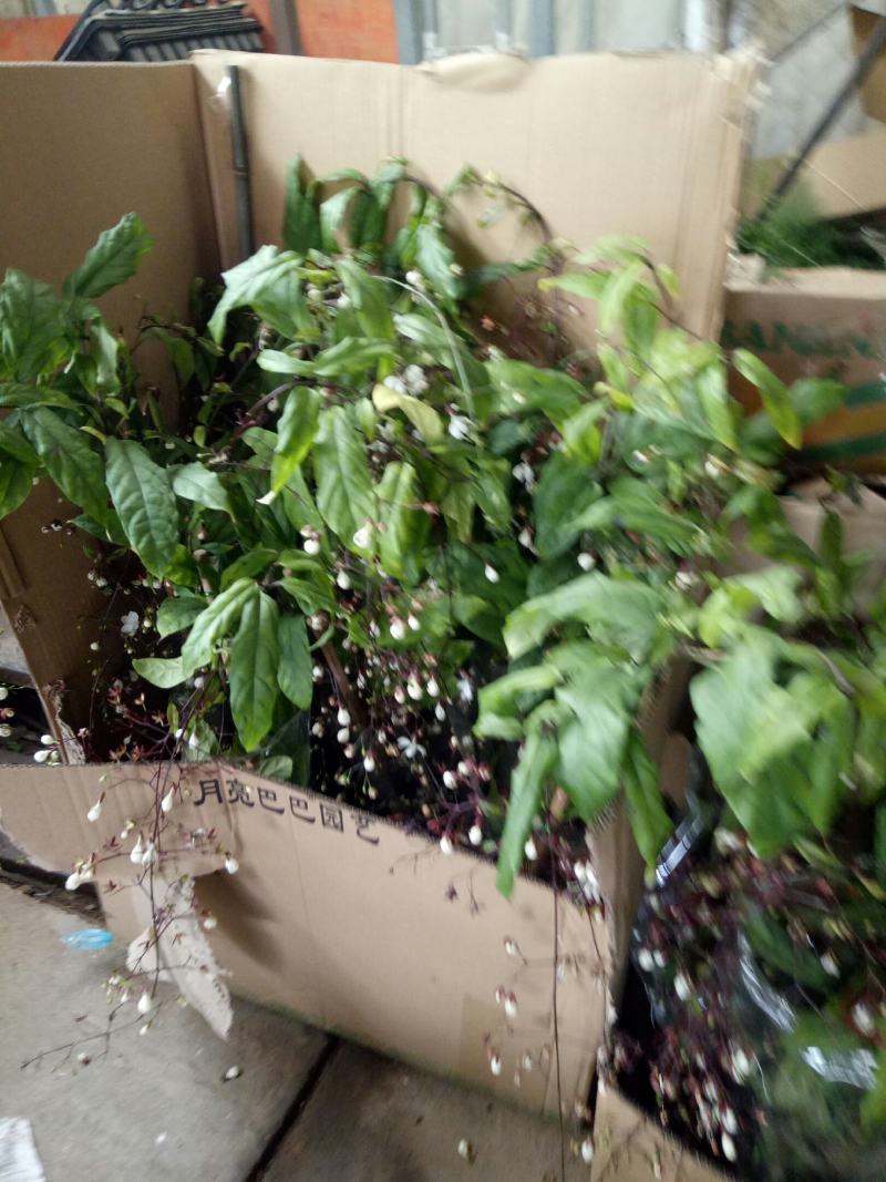 【泰国垂丝茉莉棒棒糖】带花苞发货盆栽室内摆放清香