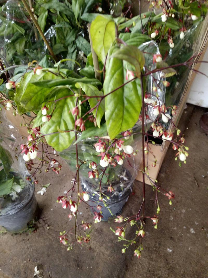 【泰国垂丝茉莉棒棒糖】带花苞发货盆栽室内摆放清香