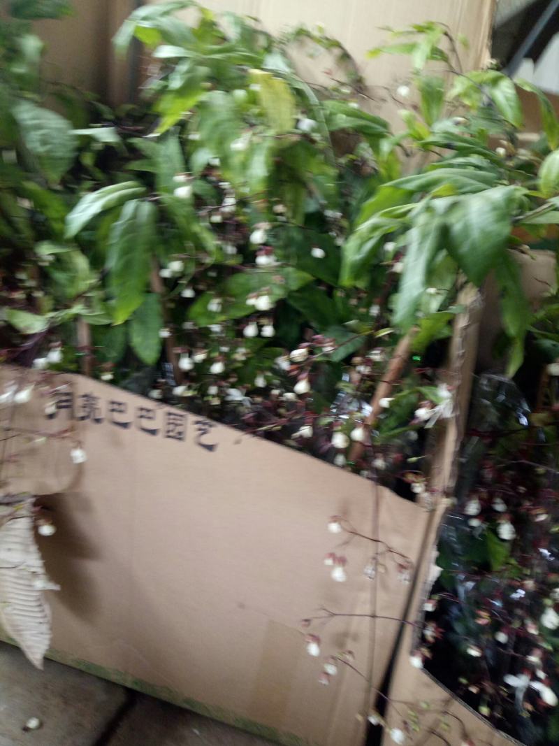 【泰国垂丝茉莉棒棒糖】带花苞发货盆栽室内摆放清香
