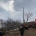 合欢—基地低价出售，山东基地希苗处理，树形优美，价格优惠