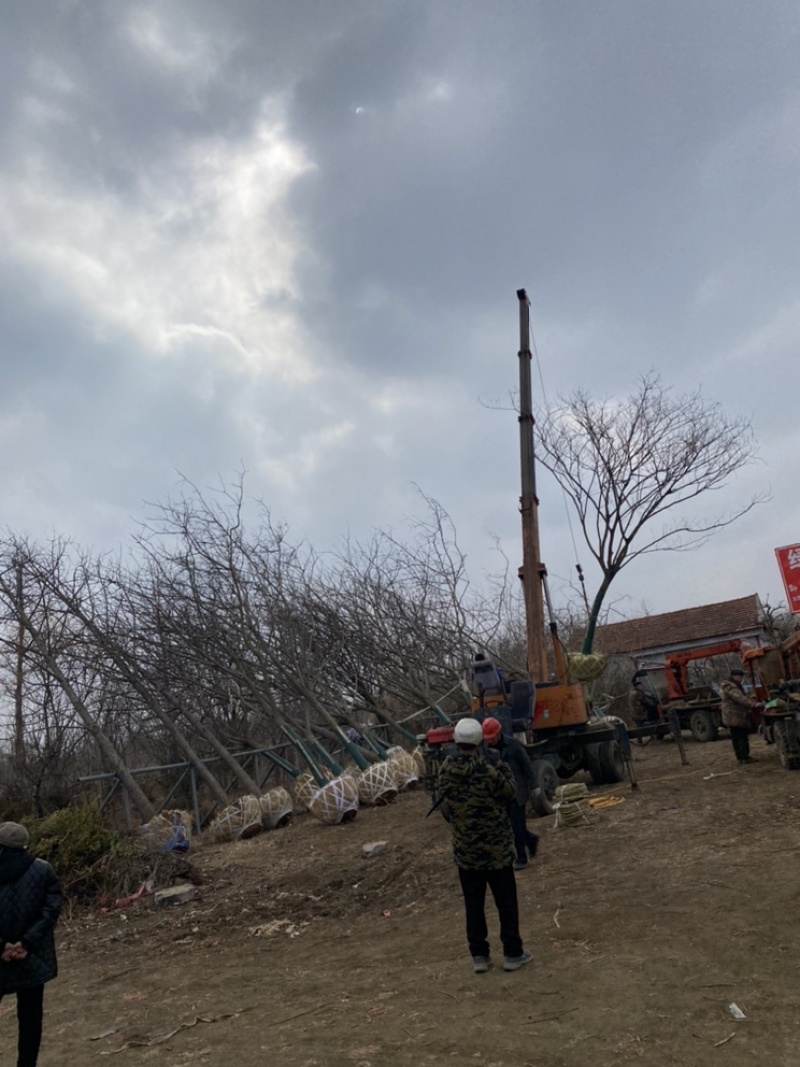 合欢—基地低价出售，山东基地希苗处理，树形优美，价格优惠