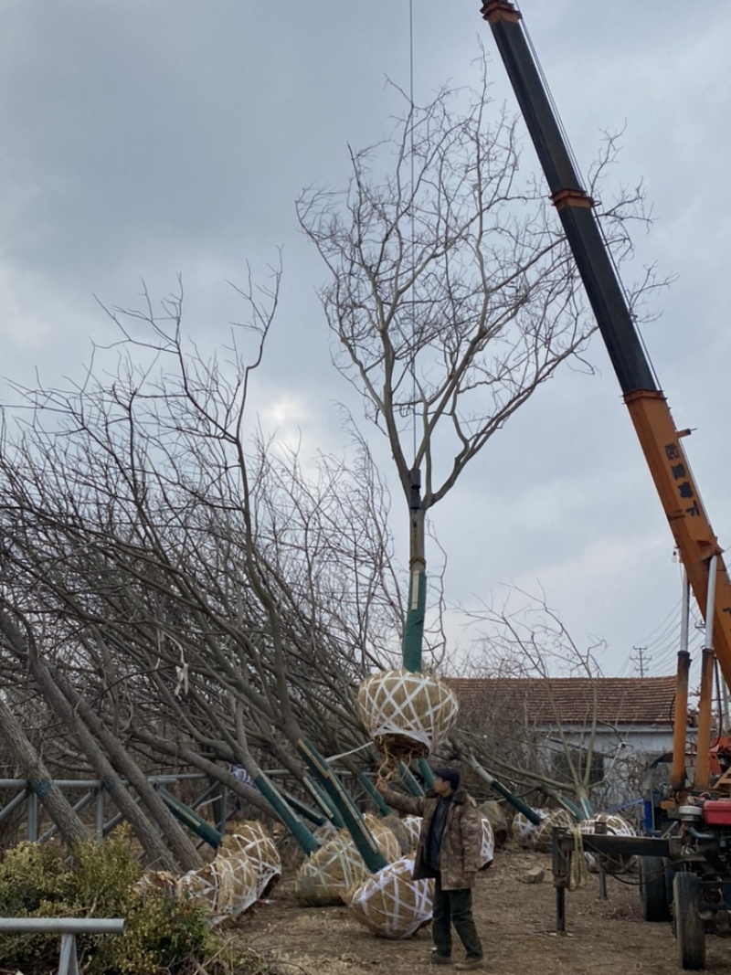 合欢—基地低价出售，山东基地希苗处理，树形优美，价格优惠