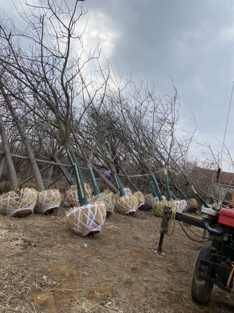 合欢—基地低价出售，山东基地希苗处理，树形优美，价格优惠