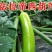 绿皮西葫芦苗法拉利西葫芦苗法拉帝绿盛西葫芦嫁接苗包回收