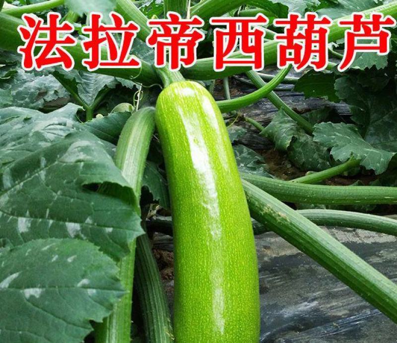 绿皮西葫芦苗法拉利西葫芦苗法拉帝绿盛西葫芦嫁接苗包回收
