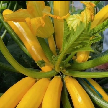 香蕉西葫芦苗寒青西葫芦苗冬悦西葫芦苗西葫芦嫁接苗
