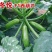 香蕉西葫芦苗寒青西葫芦苗冬悦西葫芦苗西葫芦嫁接苗