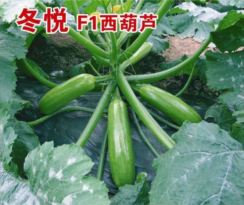 香蕉西葫芦苗寒青西葫芦苗冬悦西葫芦苗西葫芦嫁接苗