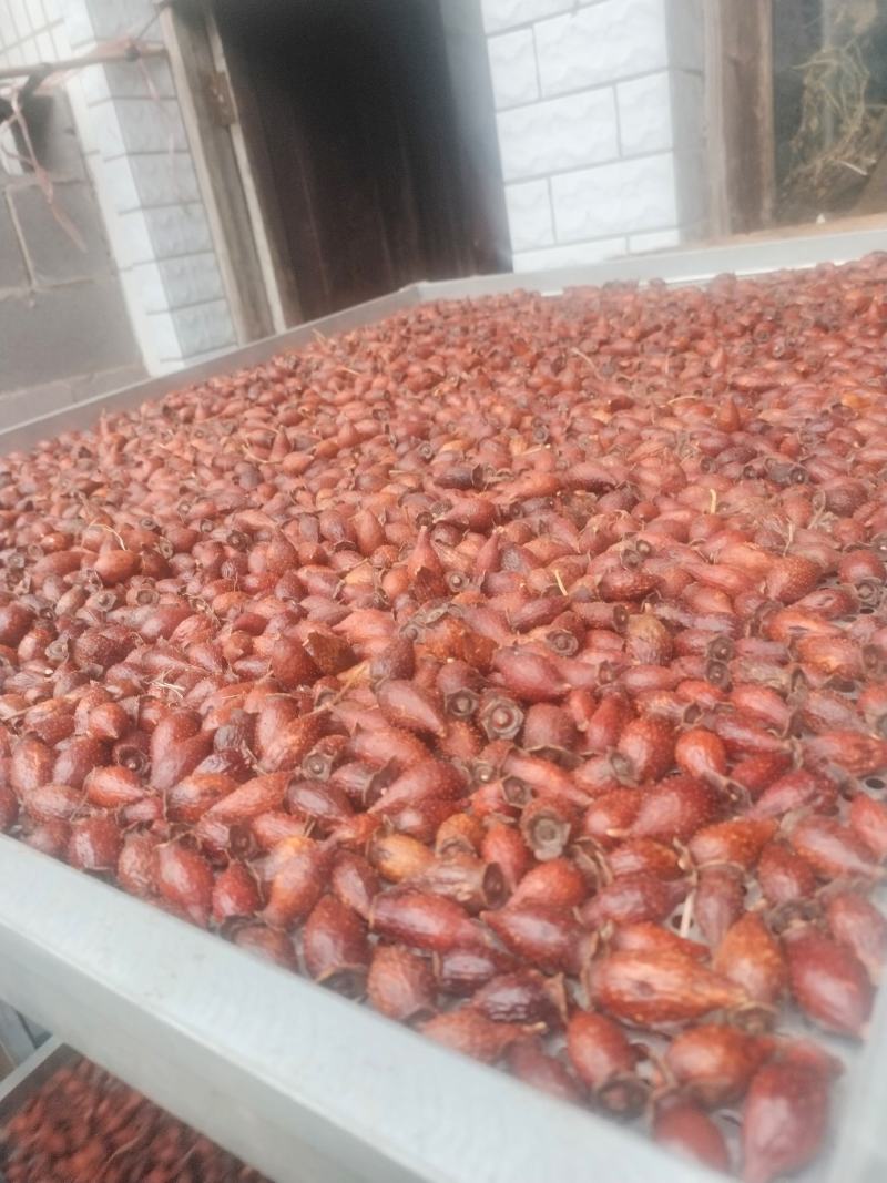 金樱子后期货干货
