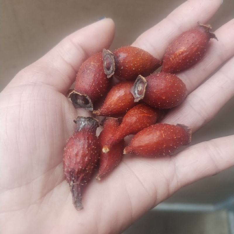 金樱子后期货干货