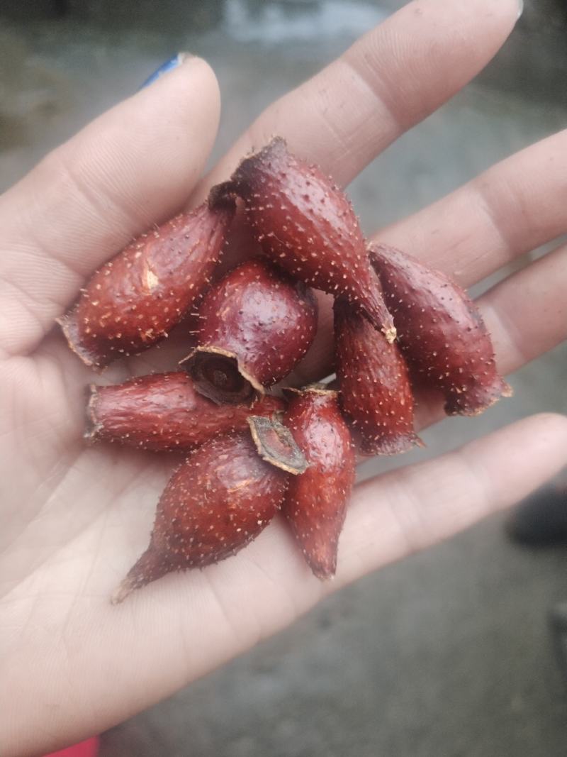 金樱子后期货干货
