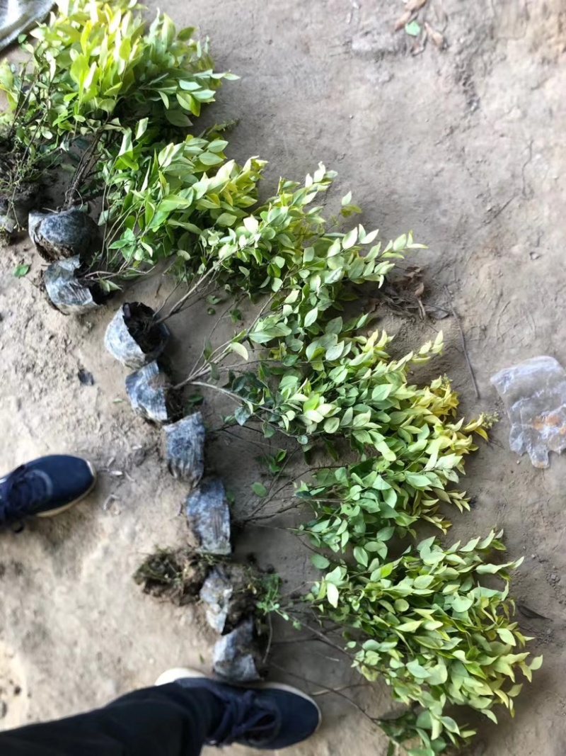 江苏基地优质金森女贞大杯苗基地直销规格齐全量大从优