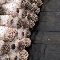 陕西蘑菇种植大户