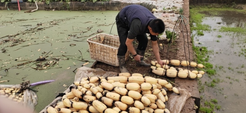 面莲藕上市中，对接电商超市伙食团欢迎全国各地朋友前来咨询