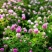 红白三叶草种子花籽四季常绿牧草籽多年生易活果园绿肥植物