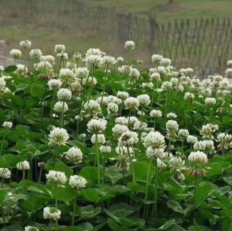 红白三叶草种子花籽四季常绿牧草籽多年生易活果园绿肥植物