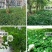 红白三叶草种子花籽四季常绿牧草籽多年生易活果园绿肥植物