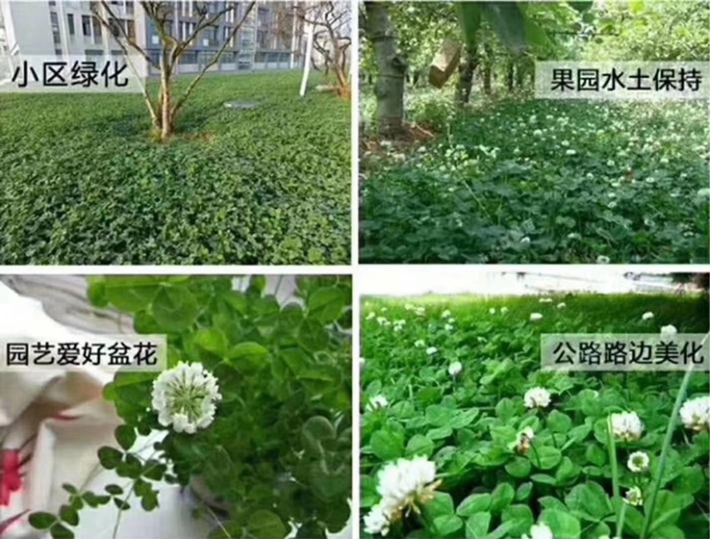 红白三叶草种子花籽四季常绿牧草籽多年生易活果园绿肥植物