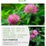 红白三叶草种子花籽四季常绿牧草籽多年生易活果园绿肥植物