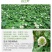 红白三叶草种子花籽四季常绿牧草籽多年生易活果园绿肥植物