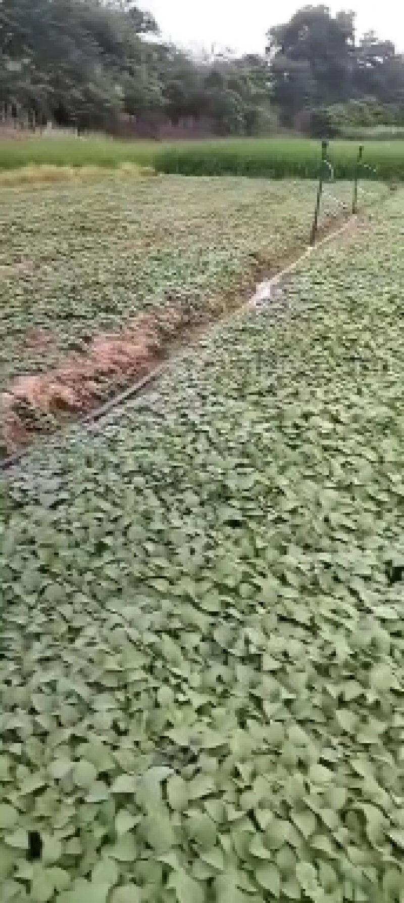 紫苏苗