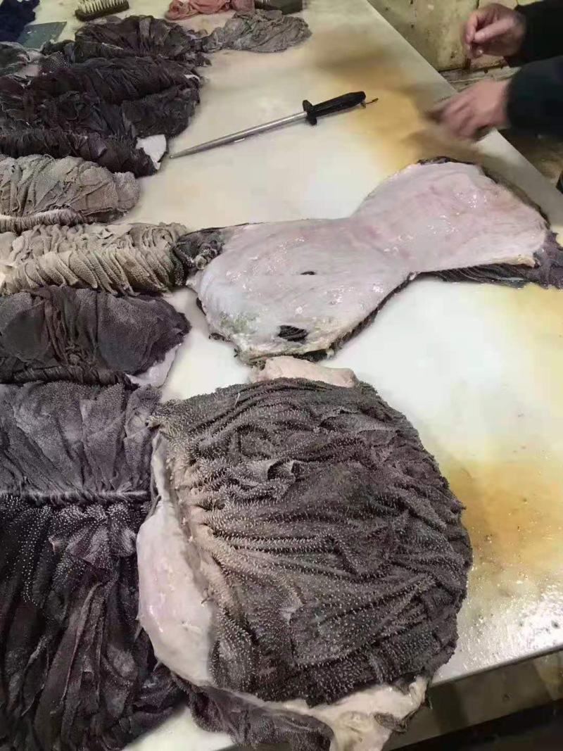 无冰无水牛百叶，精修去地板油
