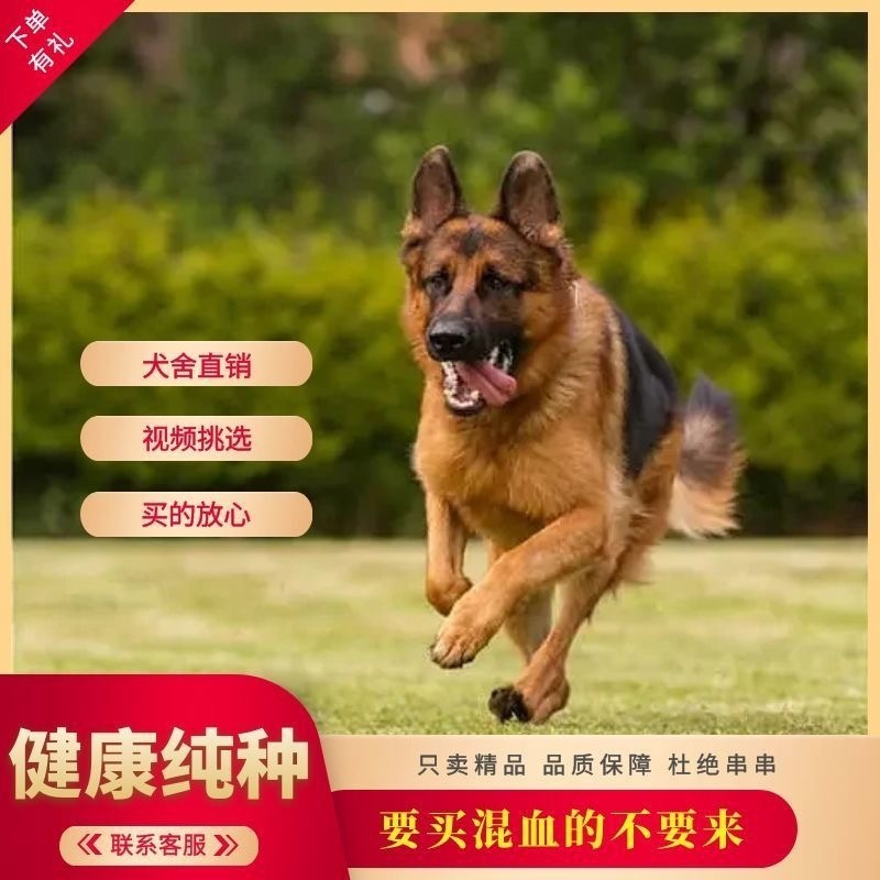 德国牧羊犬双血统公母都有狗厂直发送货上门价格优惠