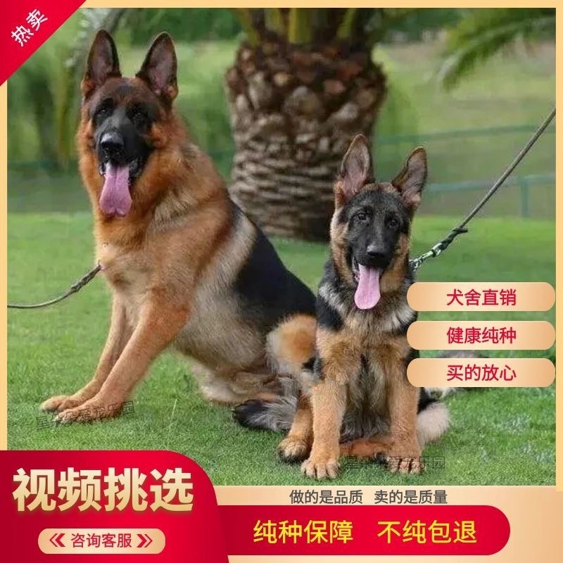 德国牧羊犬双血统公母都有狗厂直发送货上门价格优惠