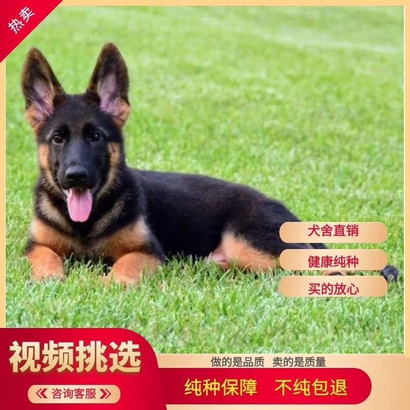 德国牧羊犬双血统公母都有狗厂直发送货上门价格优惠
