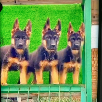 德国牧羊犬双血统公母都有狗厂直发送货上门价格优惠
