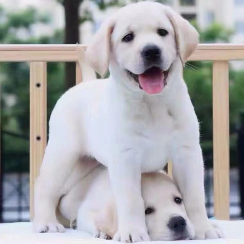 拉布拉多犬聪明可爱公母都有品种纯正检疫合格价格实惠