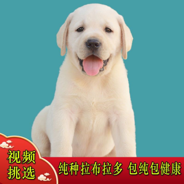 拉布拉多犬聪明可爱公母都有品种纯正检疫合格价格实惠