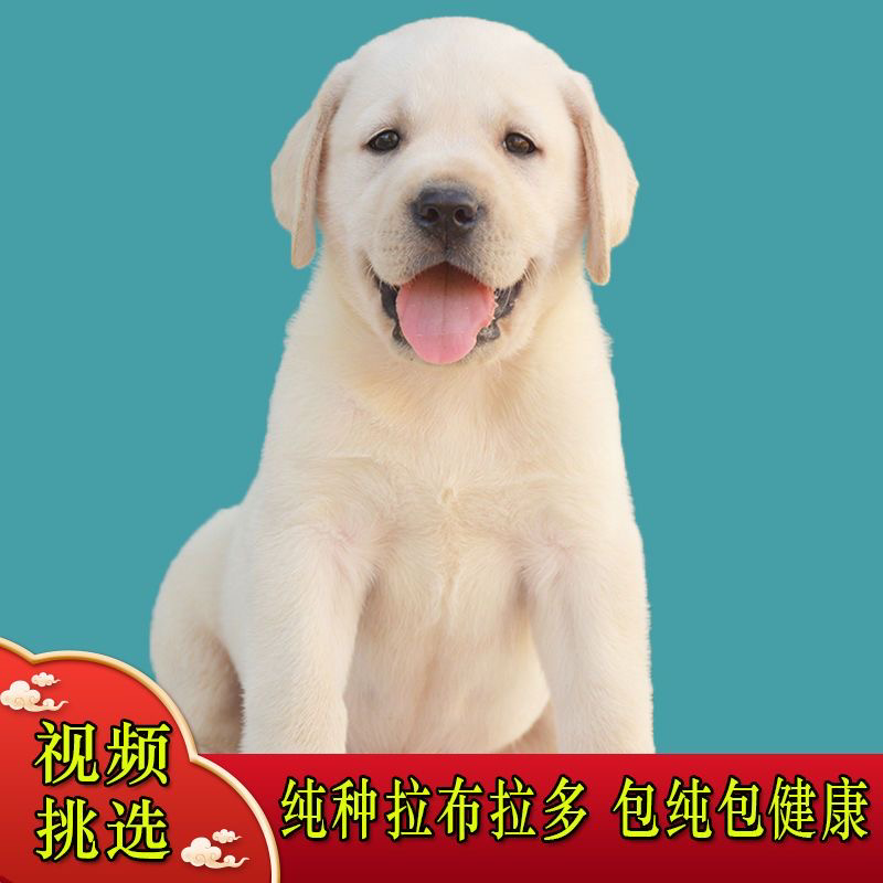 拉布拉多犬聪明可爱公母都有品种纯正检疫合格价格实惠