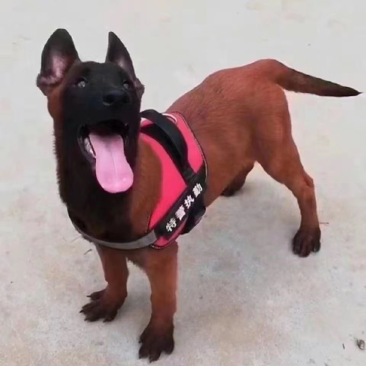 精品马犬黑马爆红马犬都有检疫合格健康马犬价格实惠