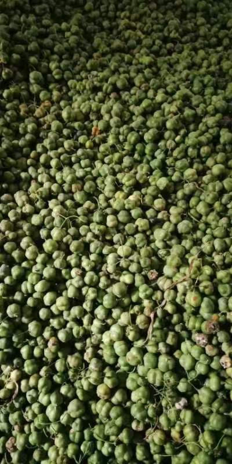 黄精新鲜种子，黄精带皮种子价格30-40一公斤一手货源