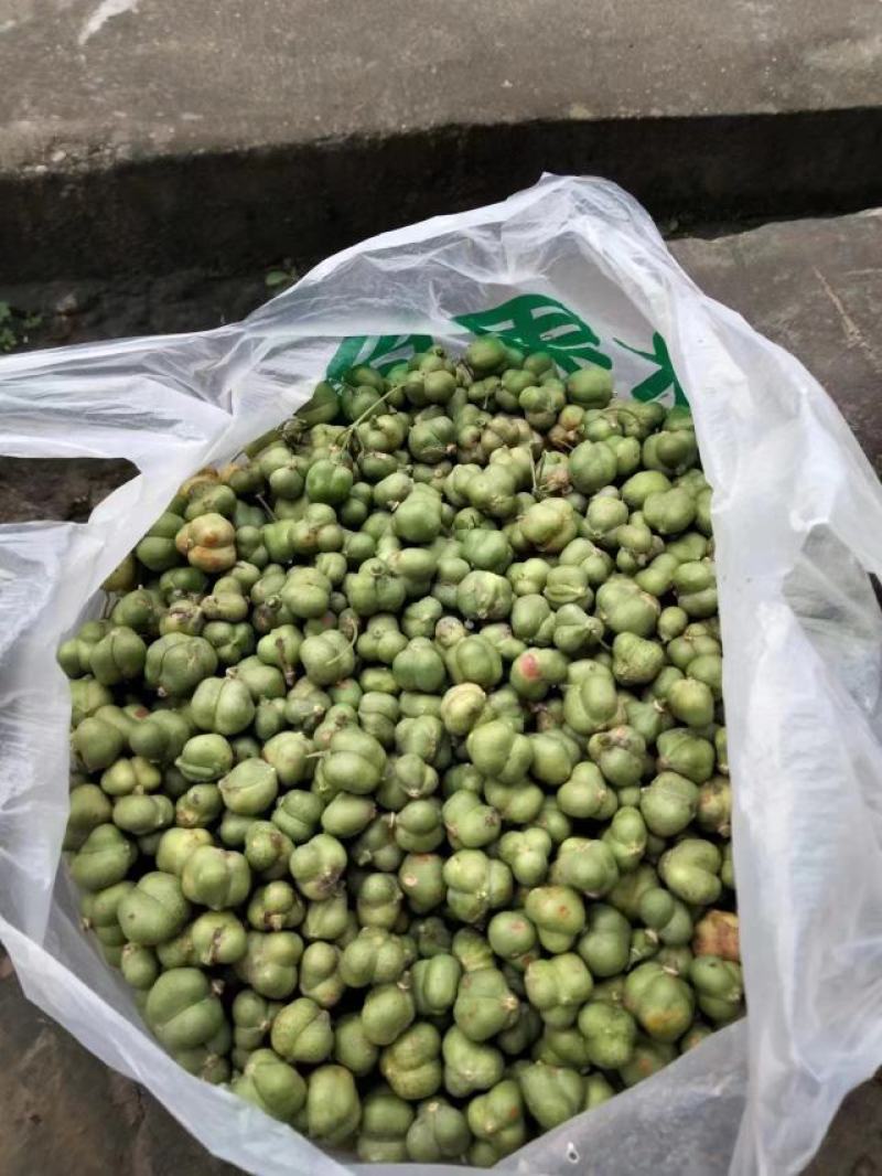黄精新鲜种子，黄精带皮种子价格30-40一公斤一手货源