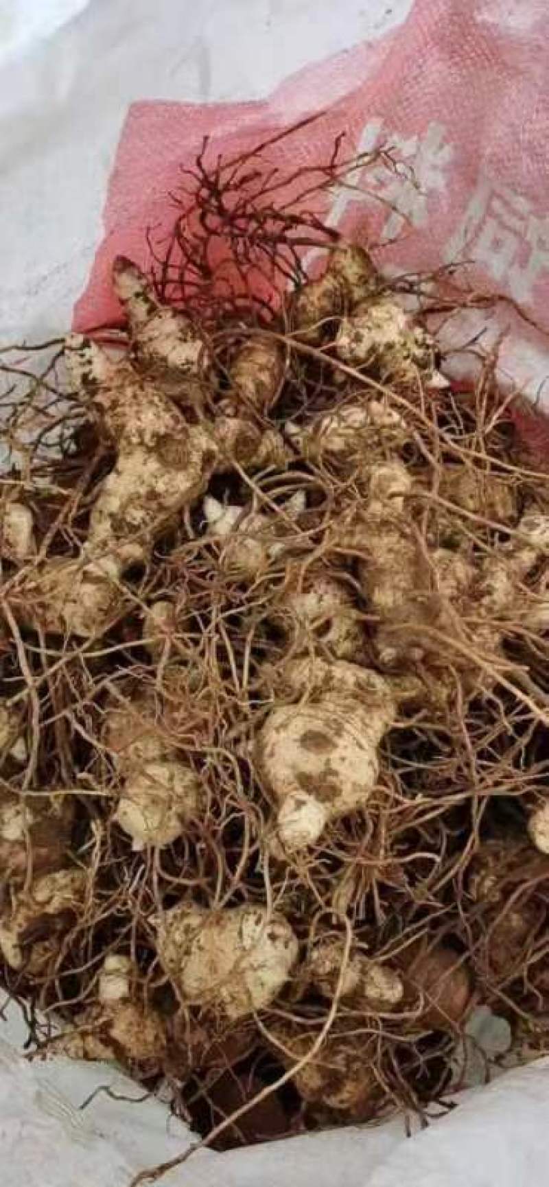 黄精全芽头18一公斤，基地发货供货稳定电话订货