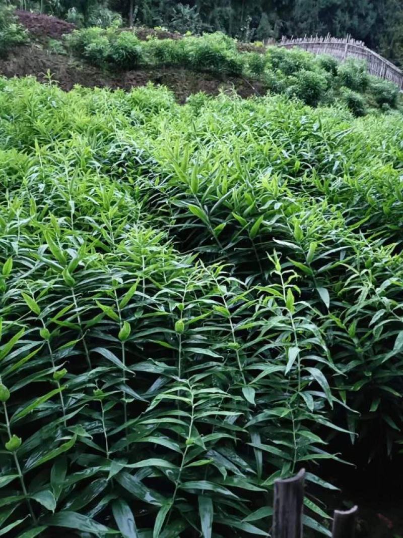 黄精全芽头18一公斤，基地发货供货稳定电话订货