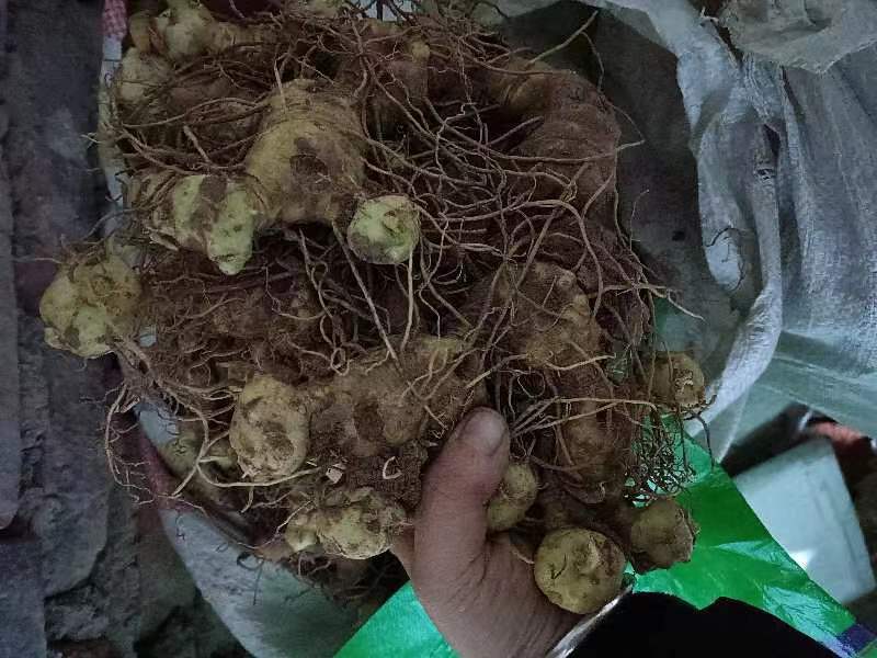 黄精全芽头18一公斤，基地发货供货稳定电话订货