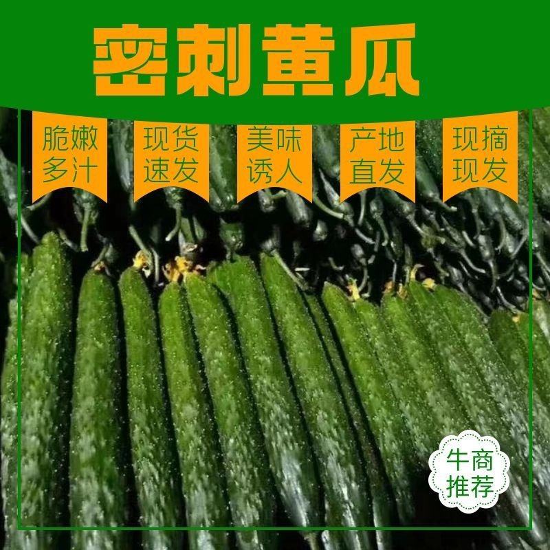 【干花带刺】精品黄瓜一手货源万亩大棚需要联系量大
