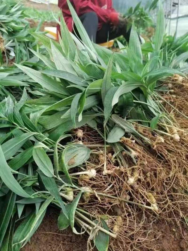 黄精种苗一手货源基地发货诚信经营欢迎电话订货