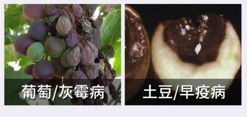 德国巴斯夫凯泽50%啶酰菌胺灰霉病早疫病杀菌剂