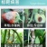 德国巴斯夫凯泽50%啶酰菌胺灰霉病早疫病杀菌剂