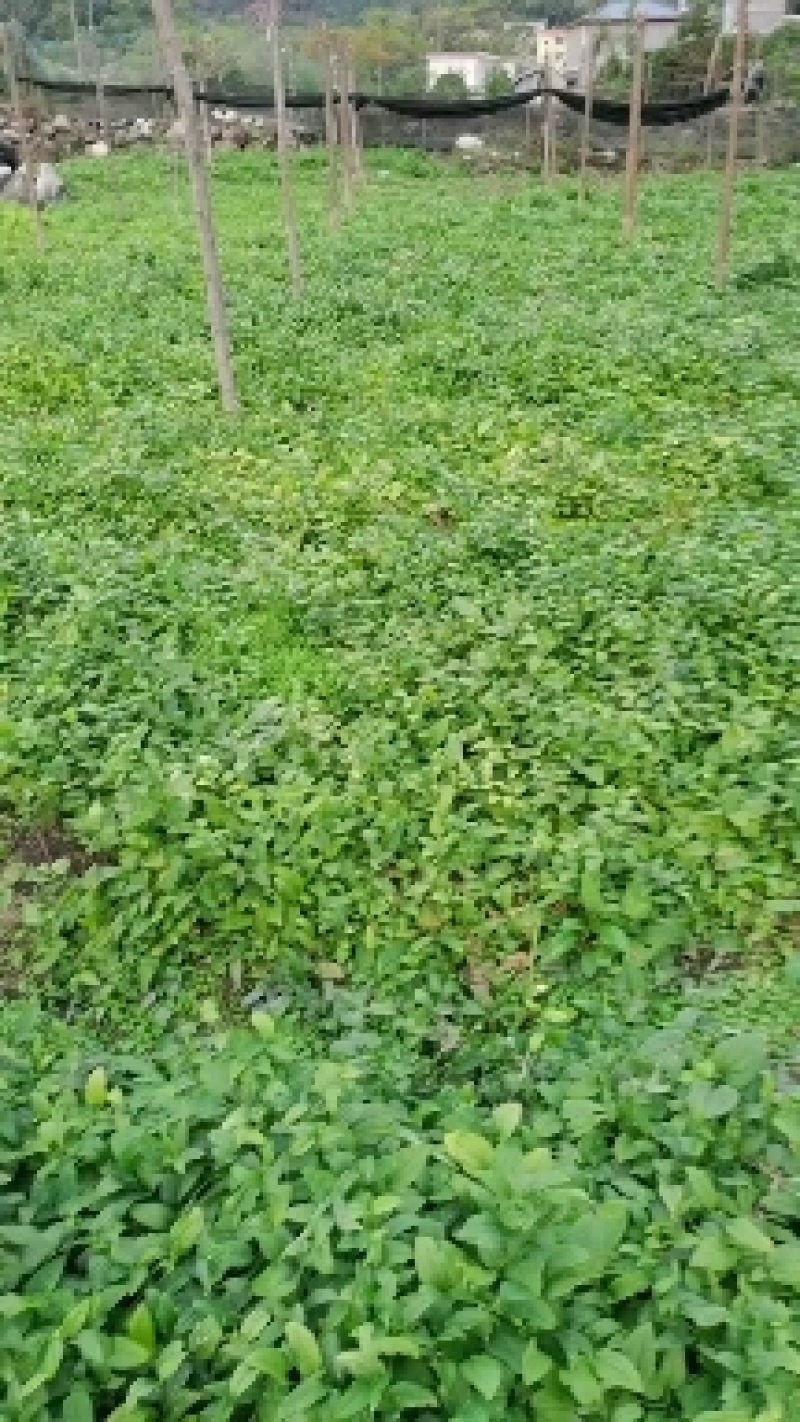 牛尾蕨种苗牛尾菜龙須蕨鞭干蕨羊尾蕨苗