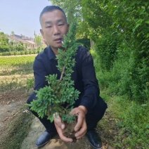 铺地柏苗江苏宿迁沭阳原产地直发大量现货供应