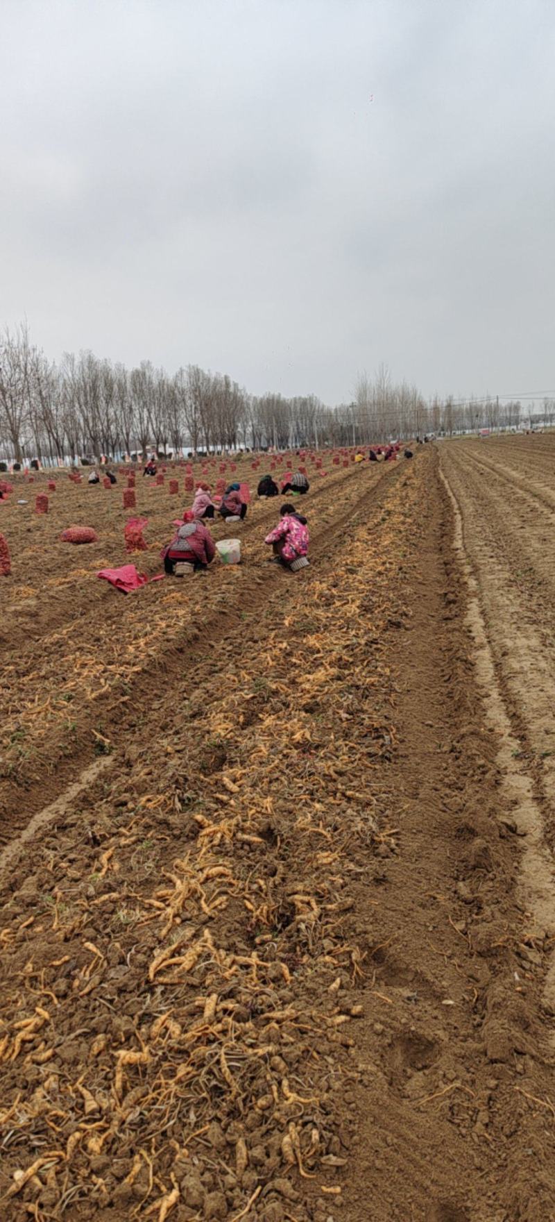出售鲜地黄300亩左右，质量好，价格优惠，欢迎合作共赢
