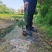 铺地柏苗江苏宿迁沭阳原产地直发大量现货供应