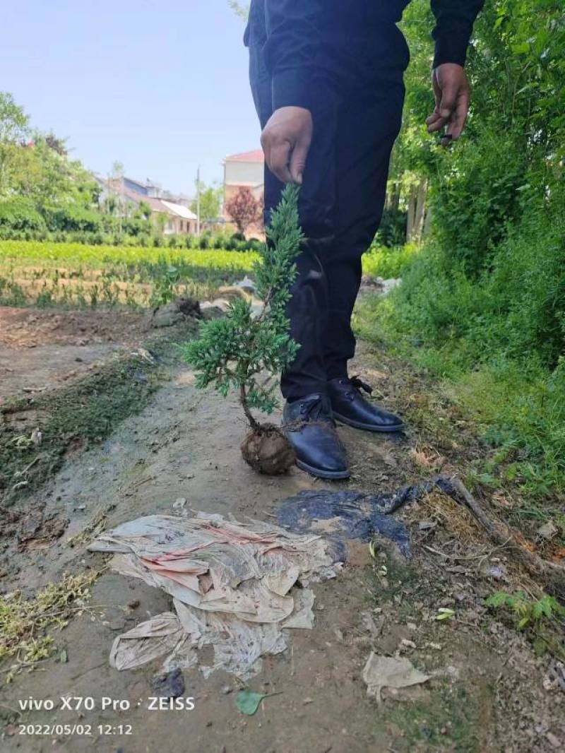 铺地柏苗江苏宿迁沭阳原产地直发大量现货供应